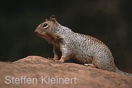 zion np - squirrel - national park usa 016